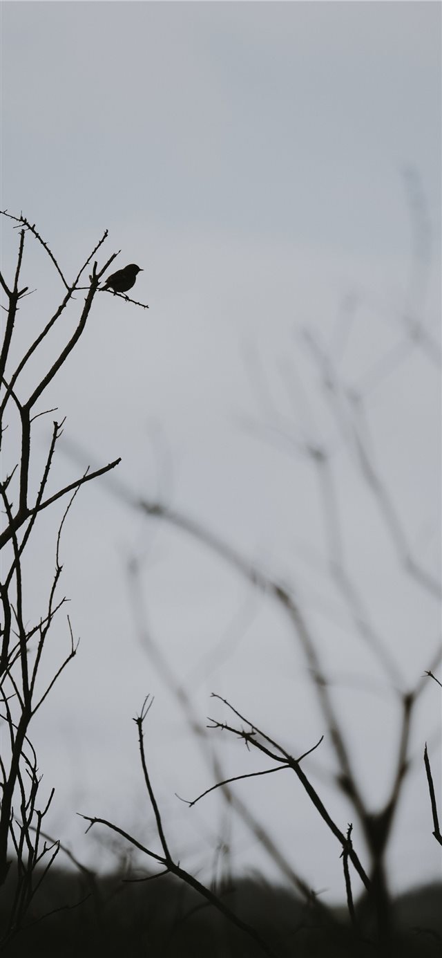1125x2436 Silhouette of a bird perched on a branch - branch iPhone X Wallpaper
