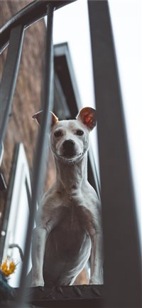 Spot wallpaper