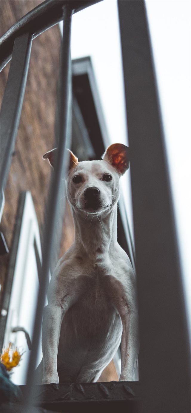 1125x2436 Spot - dog iPhone X Wallpaper