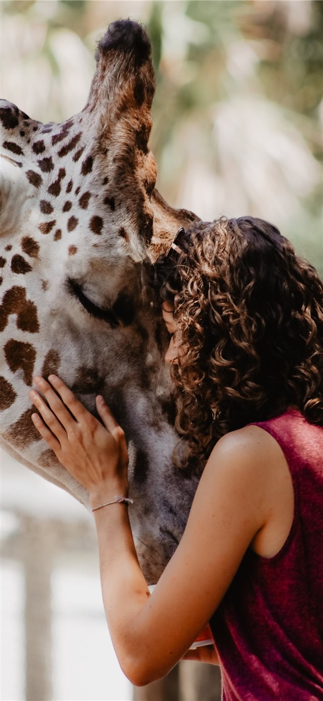 1125x2436 Giraffe Encounter - photo iPhone X Wallpaper