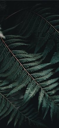 Amongst the Ferns wallpaper