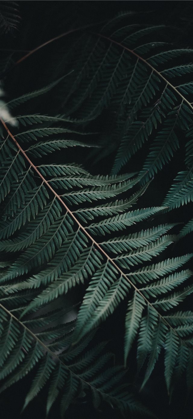 1125x2436 Amongst the Ferns - fern iPhone X Wallpaper