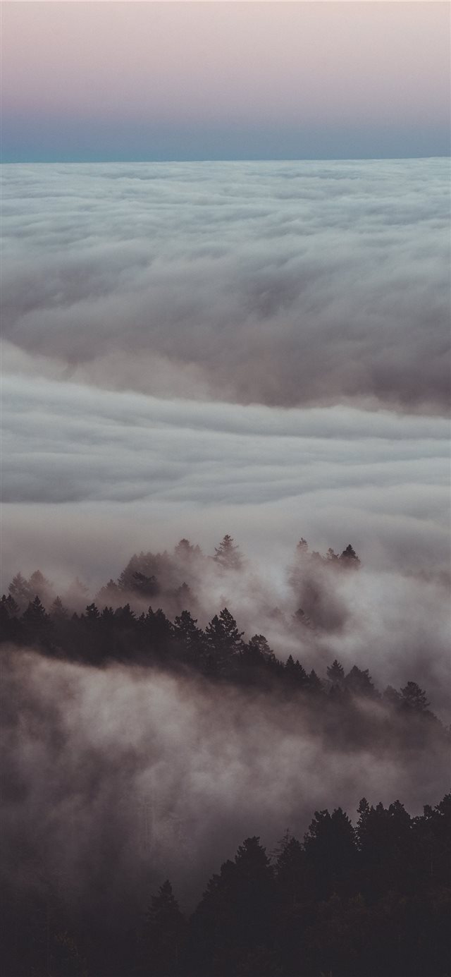 1125x2436 Mystery - tree iPhone X Wallpaper