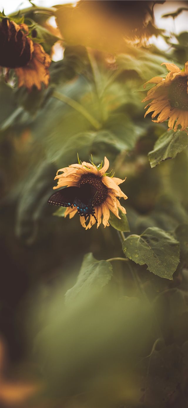 1125x2436 flower - outdoor iPhone X Wallpaper