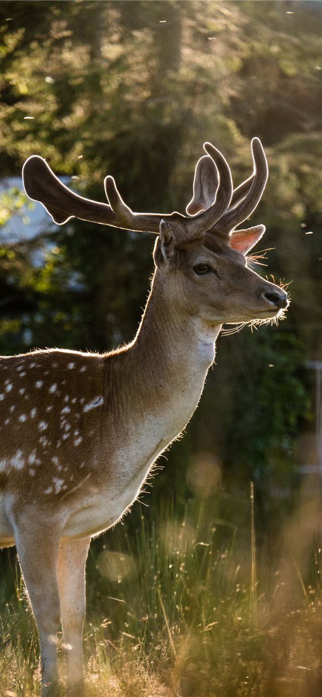 1125x2436 The luxurity of nature - green iPhone X Wallpaper