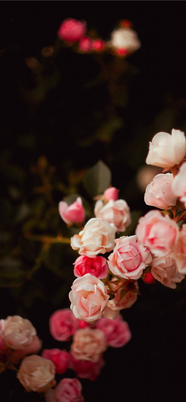 1125x2436 flower - bokeh iPhone X Wallpaper
