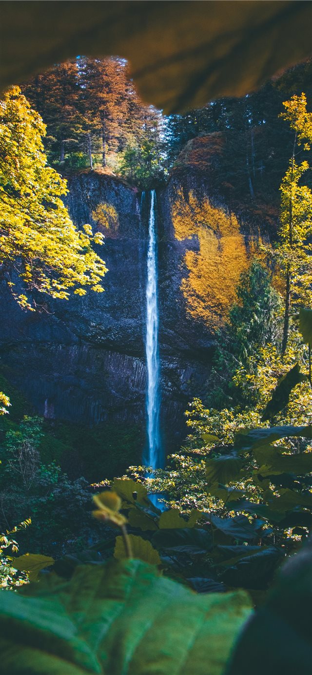 1125x2436 Treasure what you find  - leaves iPhone X Wallpaper