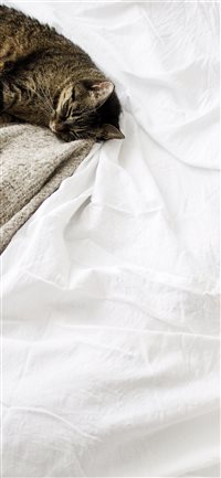 Cat sleeping white blanket wallpaper