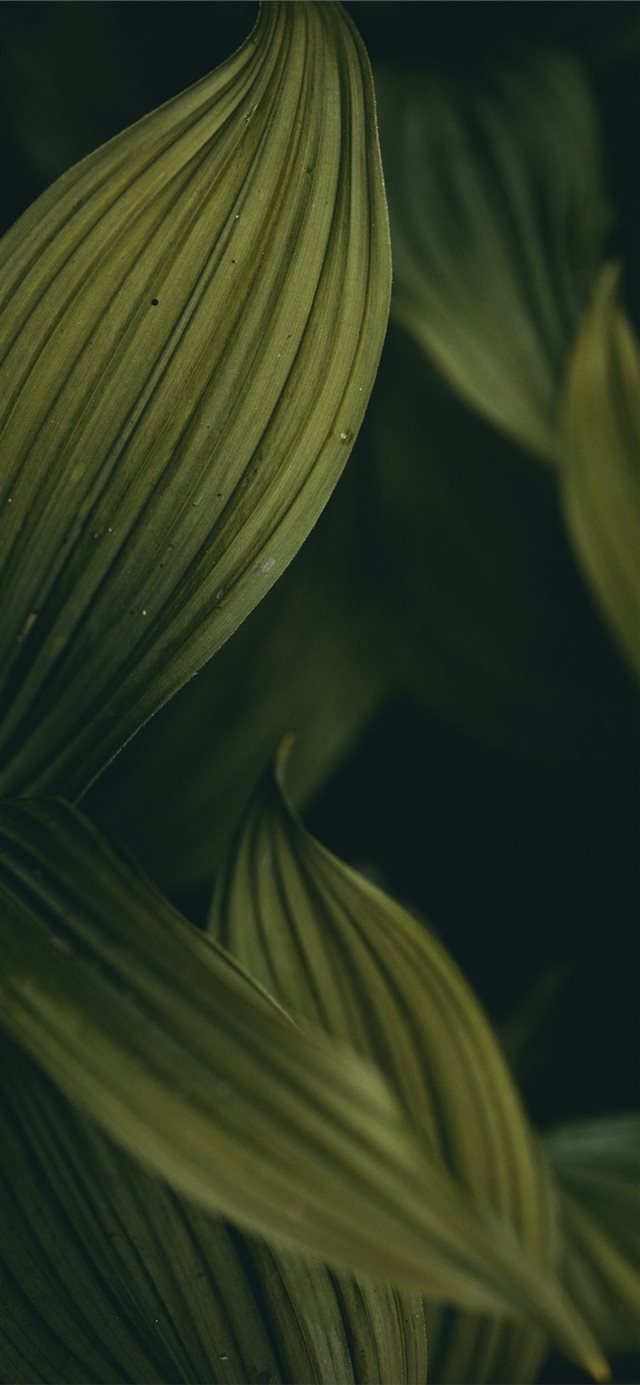 1125x2436 dark groves - tree iPhone X Wallpaper