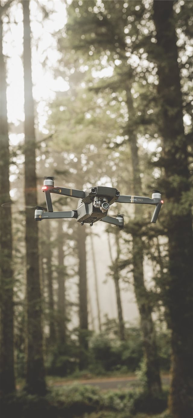 1125x2436 Oregon  United States - tree iPhone X Wallpaper