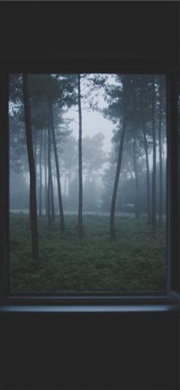 Lost in the woods wallpaper