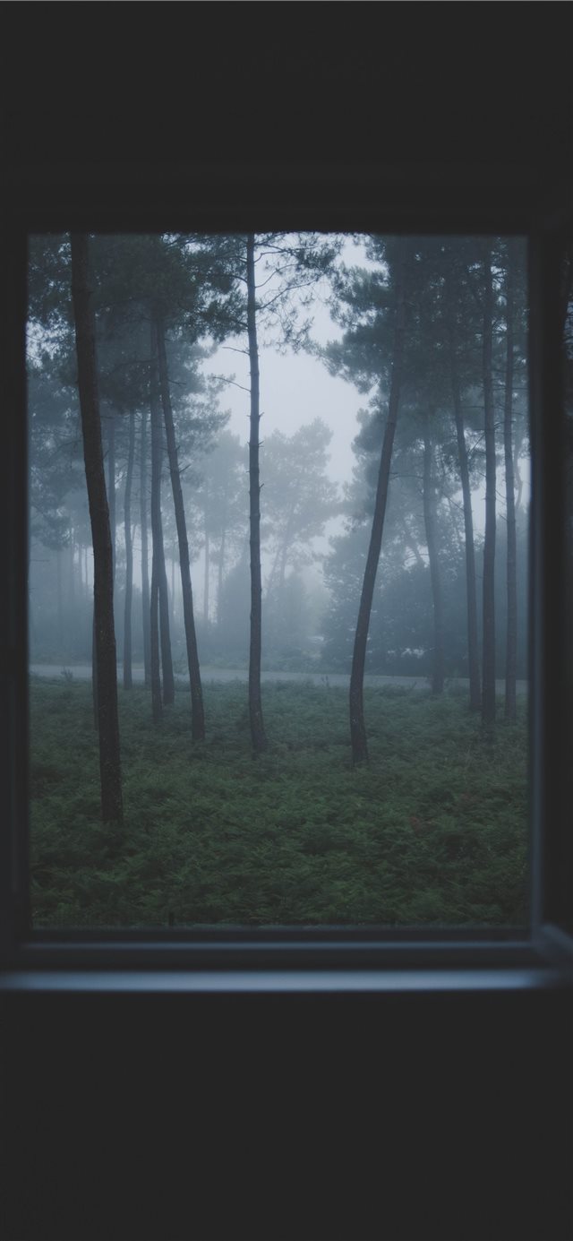 1125x2436 Lost in the woods - window iPhone X Wallpaper