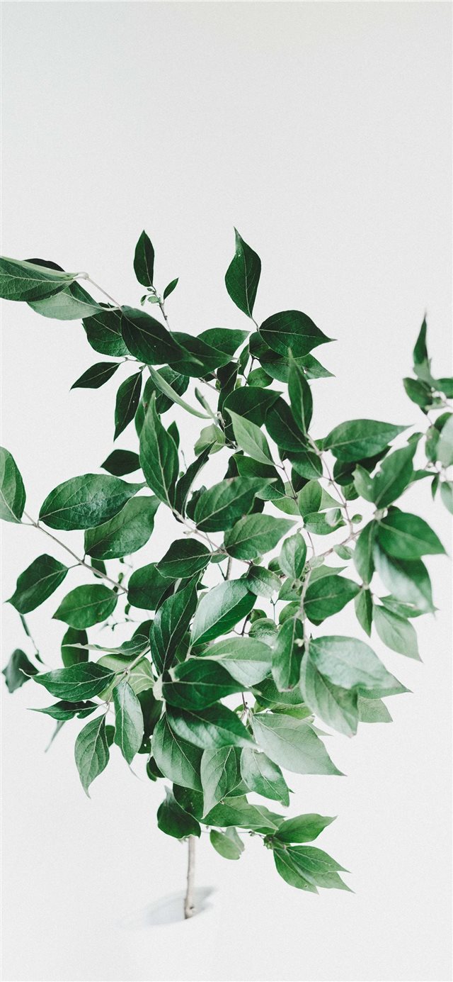 1125x2436 Backyard leaves - branch iPhone X Wallpaper
