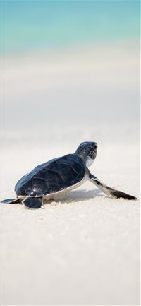 Save the turtles wallpaper