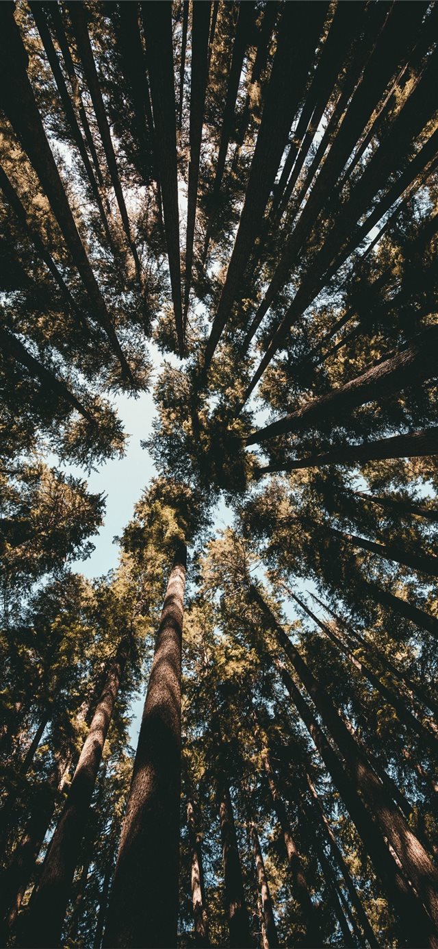 1125x2436 Looking up is fun  - looking up iPhone X Wallpaper