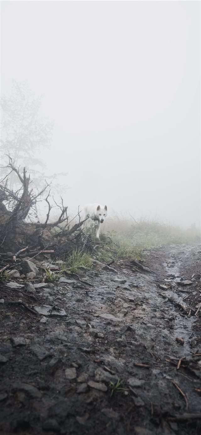 1125x2436 gotyou! - dog iPhone X Wallpaper