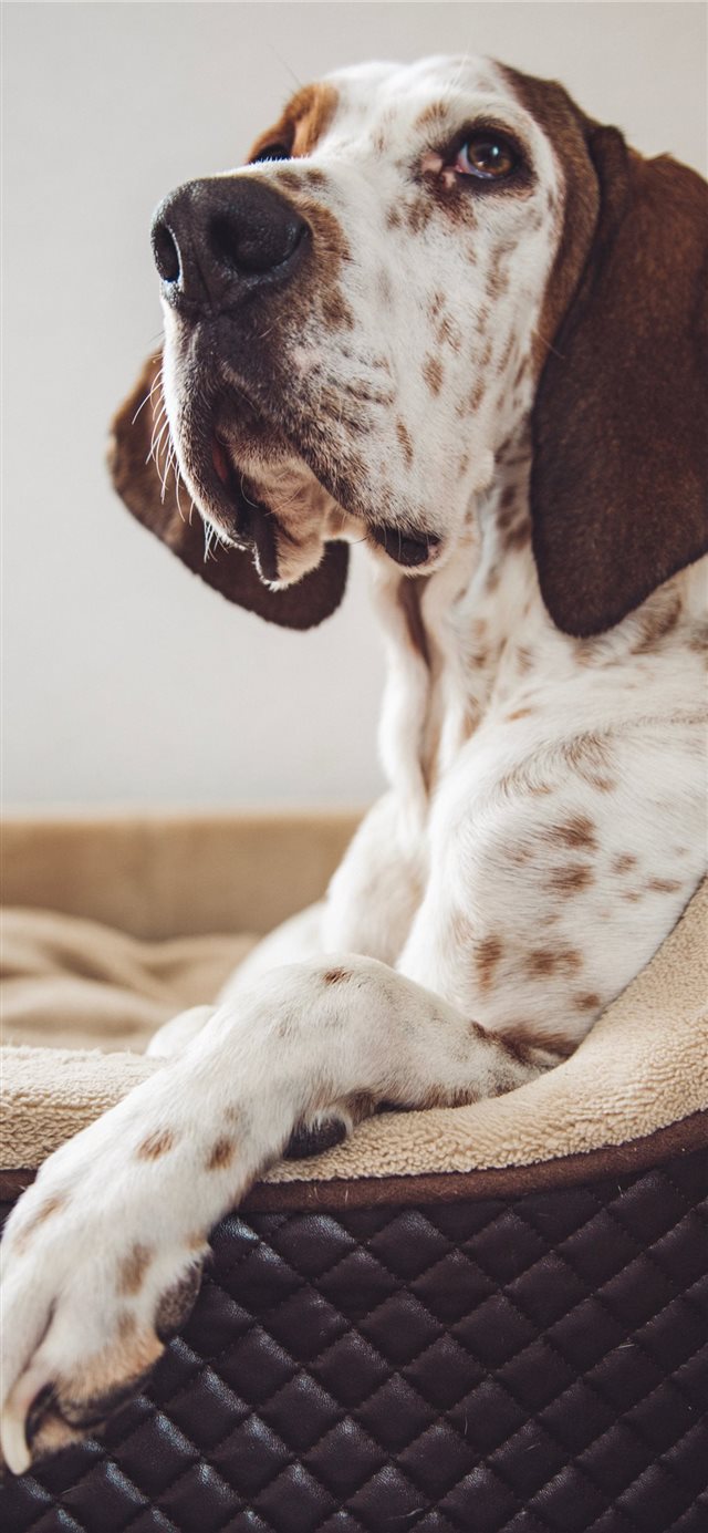 1125x2436 Aramis Part II - pet iPhone X Wallpaper