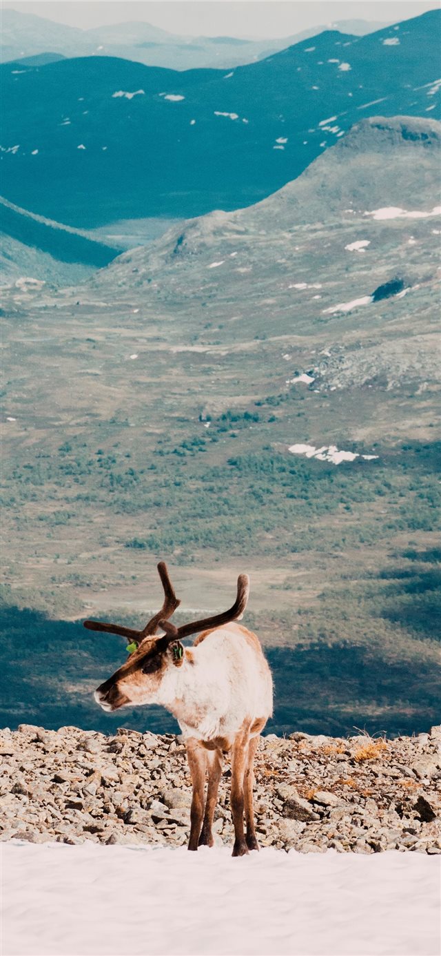 1125x2436 Tame  But Not Lame - shadow iPhone X Wallpaper