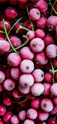 Frozen fruit wallpaper