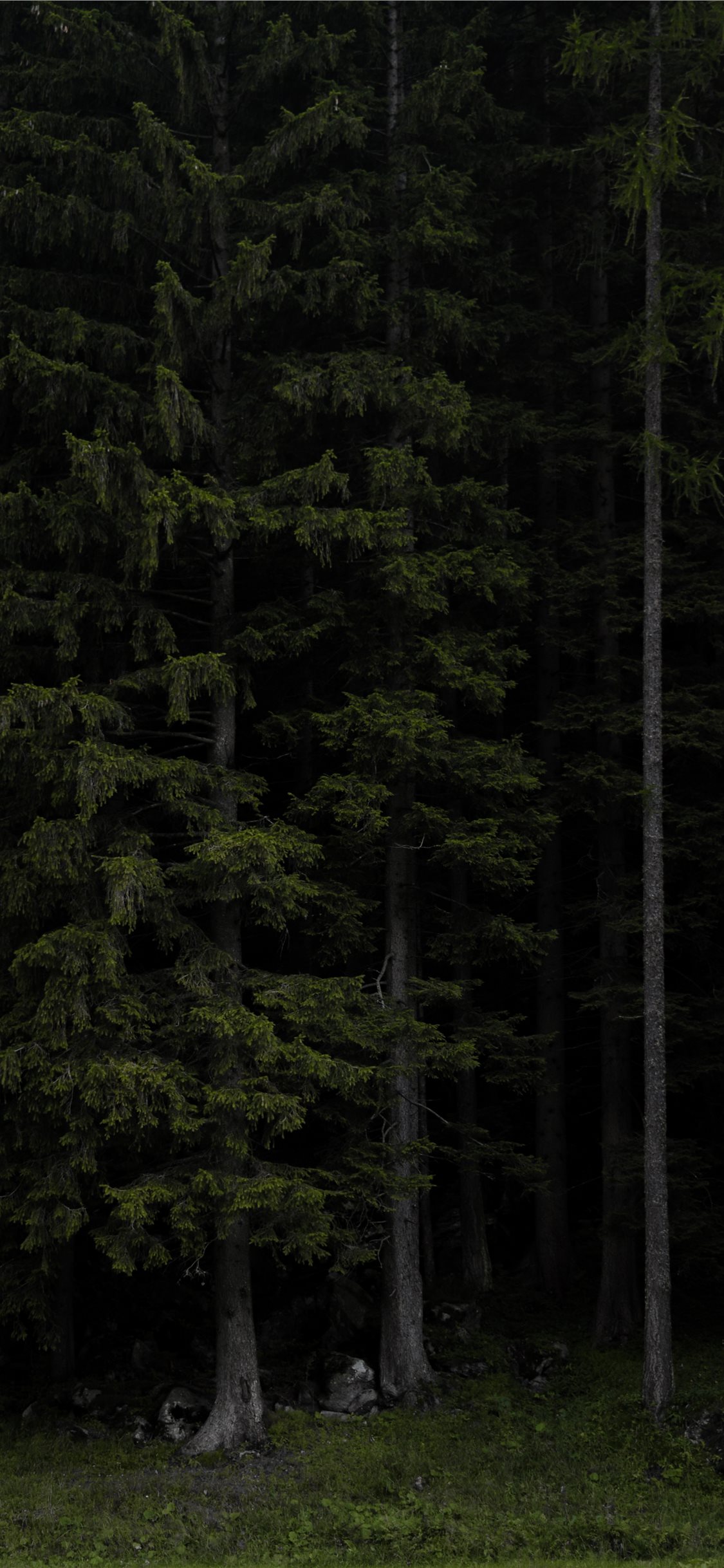 Best Dark forest iPhone X HD Wallpapers - iLikeWallpaper