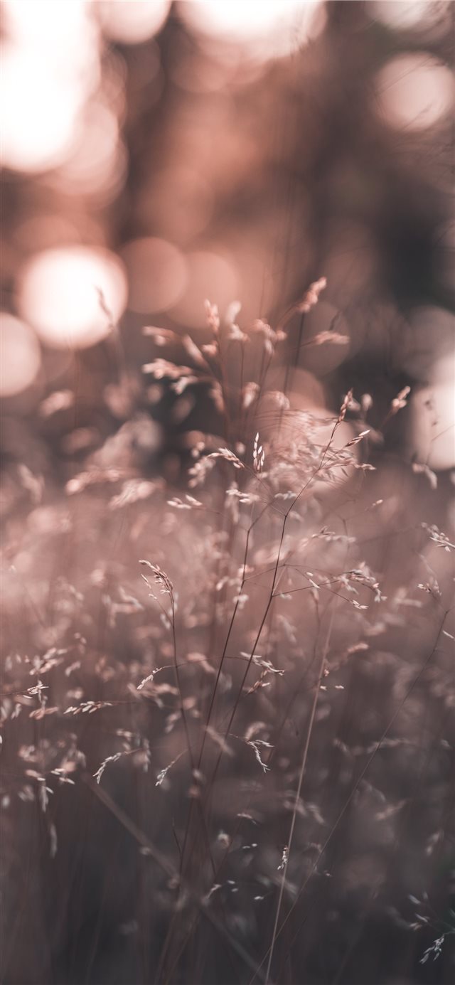 1125x2436 light - plant iPhone X Wallpaper