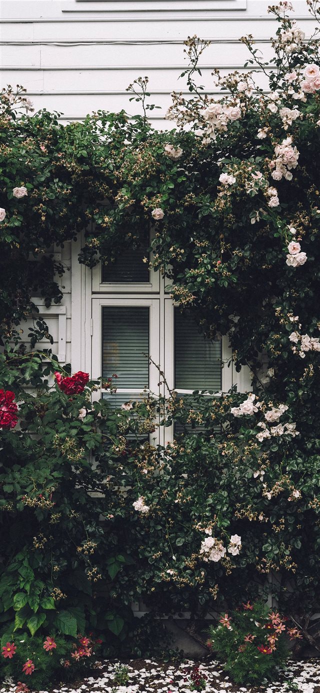 1125x2436 Summer Window - window iPhone X Wallpaper