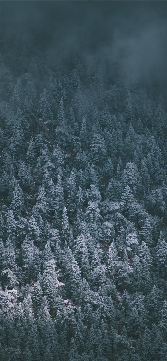 1125x2436 Snow Covered Pines - moody iPhone X Wallpaper