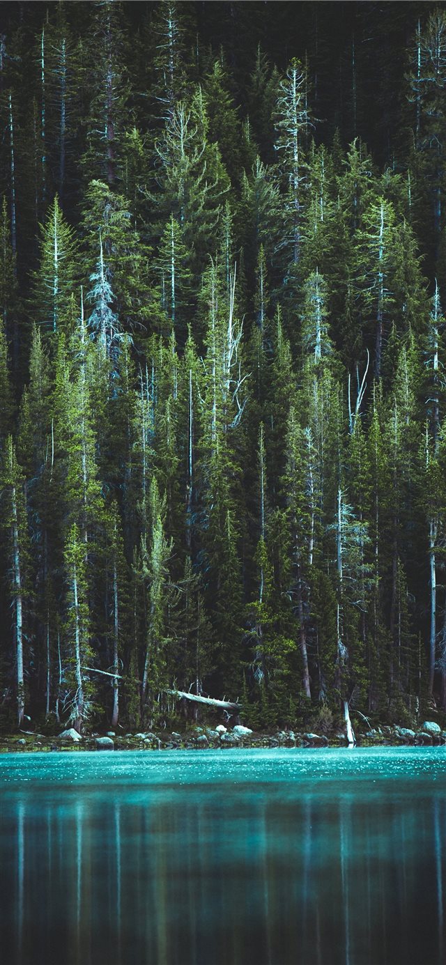 1125x2436 Woods - water iPhone X Wallpaper