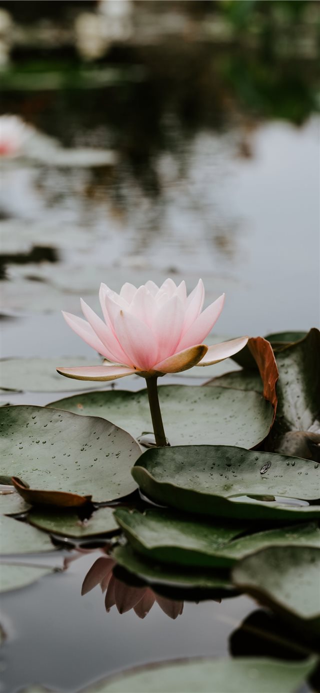 1125x2436 Calm Summer Rain - flower iPhone X Wallpaper