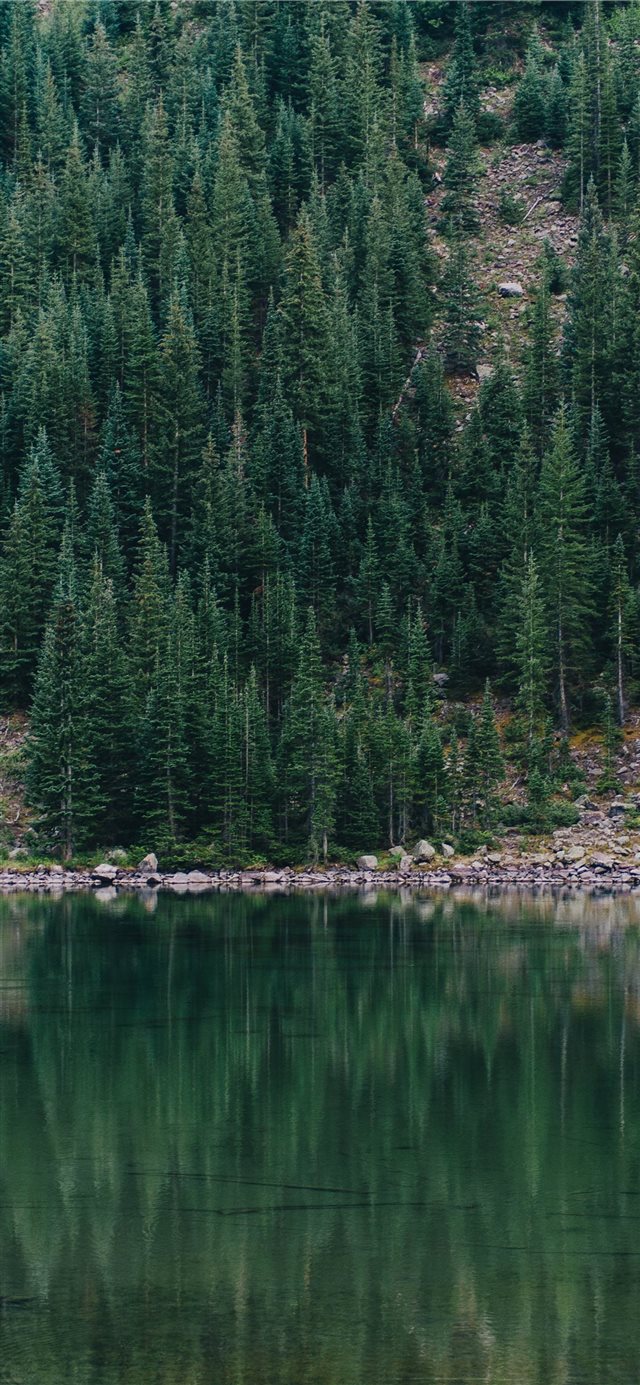 1125x2436 Treeflection - tree iPhone X Wallpaper