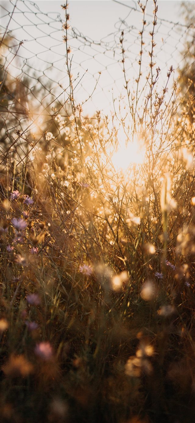 1125x2436 grass - outdoors iPhone X Wallpaper