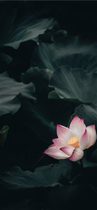 Lotus wallpaper