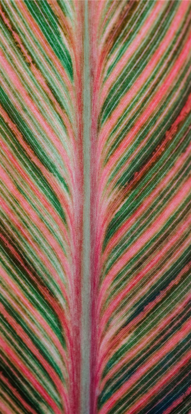 1125x2436 Pink and green striped leaf - texture iPhone X Wallpaper