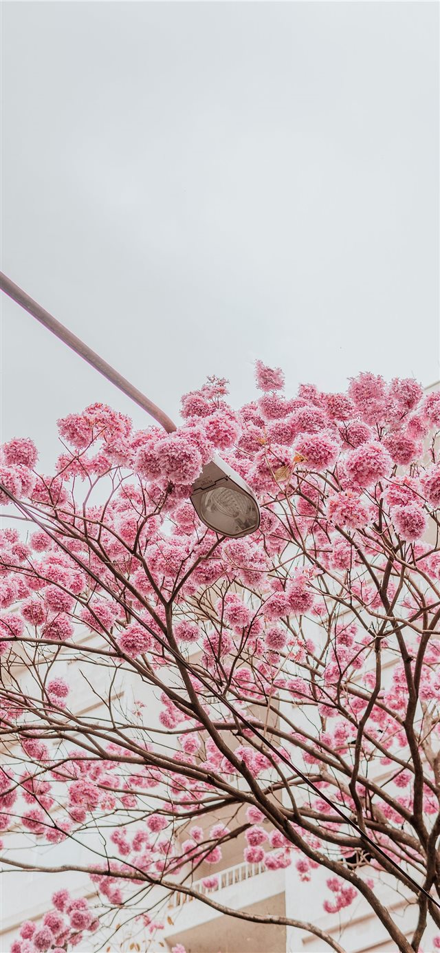 1125x2436 Rose trees - urban iPhone X Wallpaper