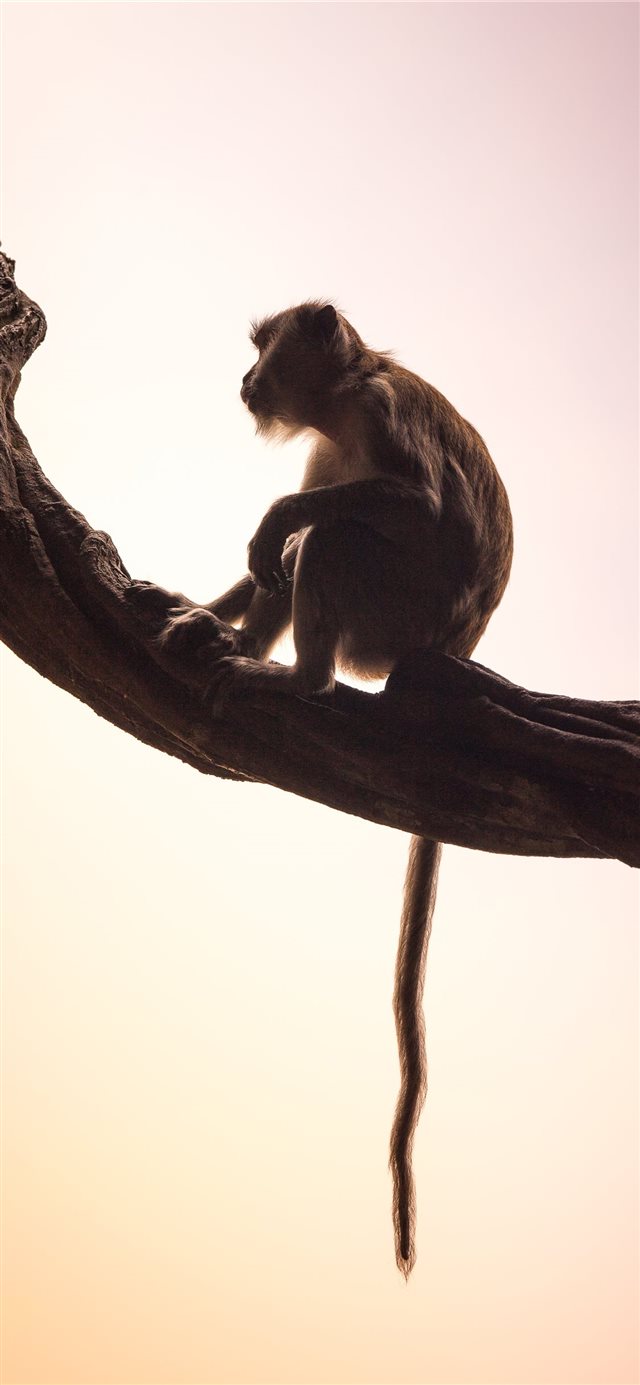 1125x2436 long tailed macaque - plant iPhone X Wallpaper