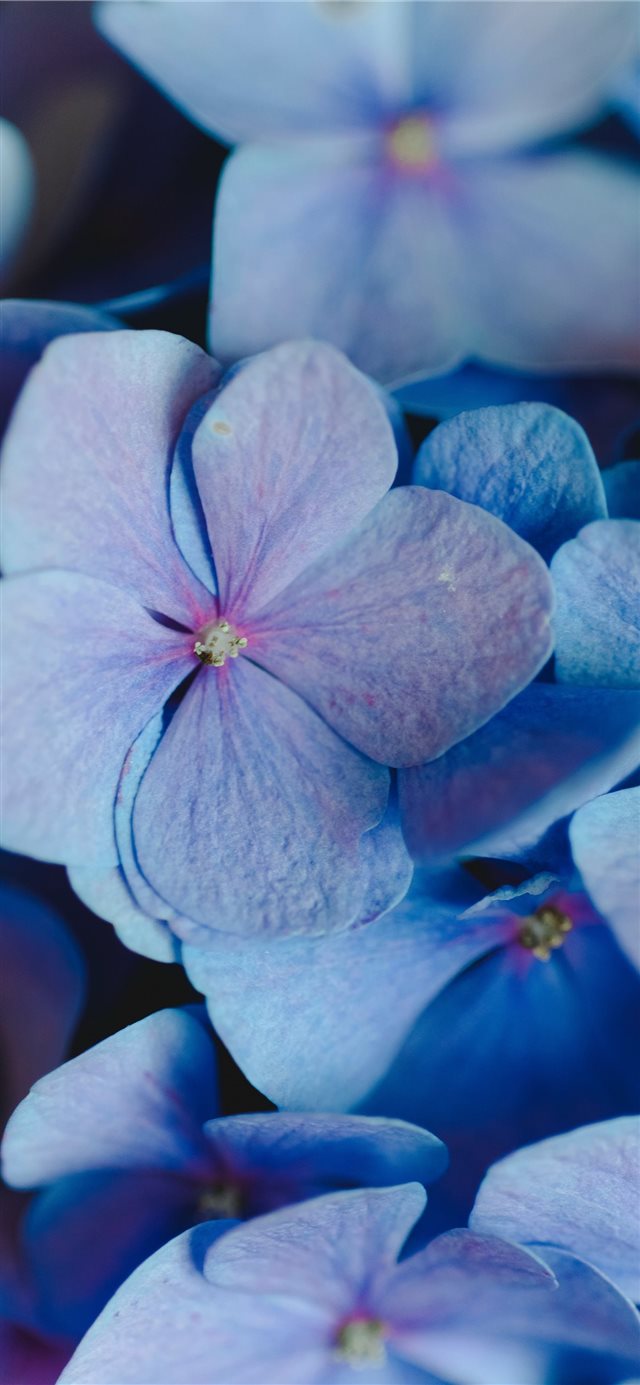 1125x2436 The color of life - purple iPhone X Wallpaper