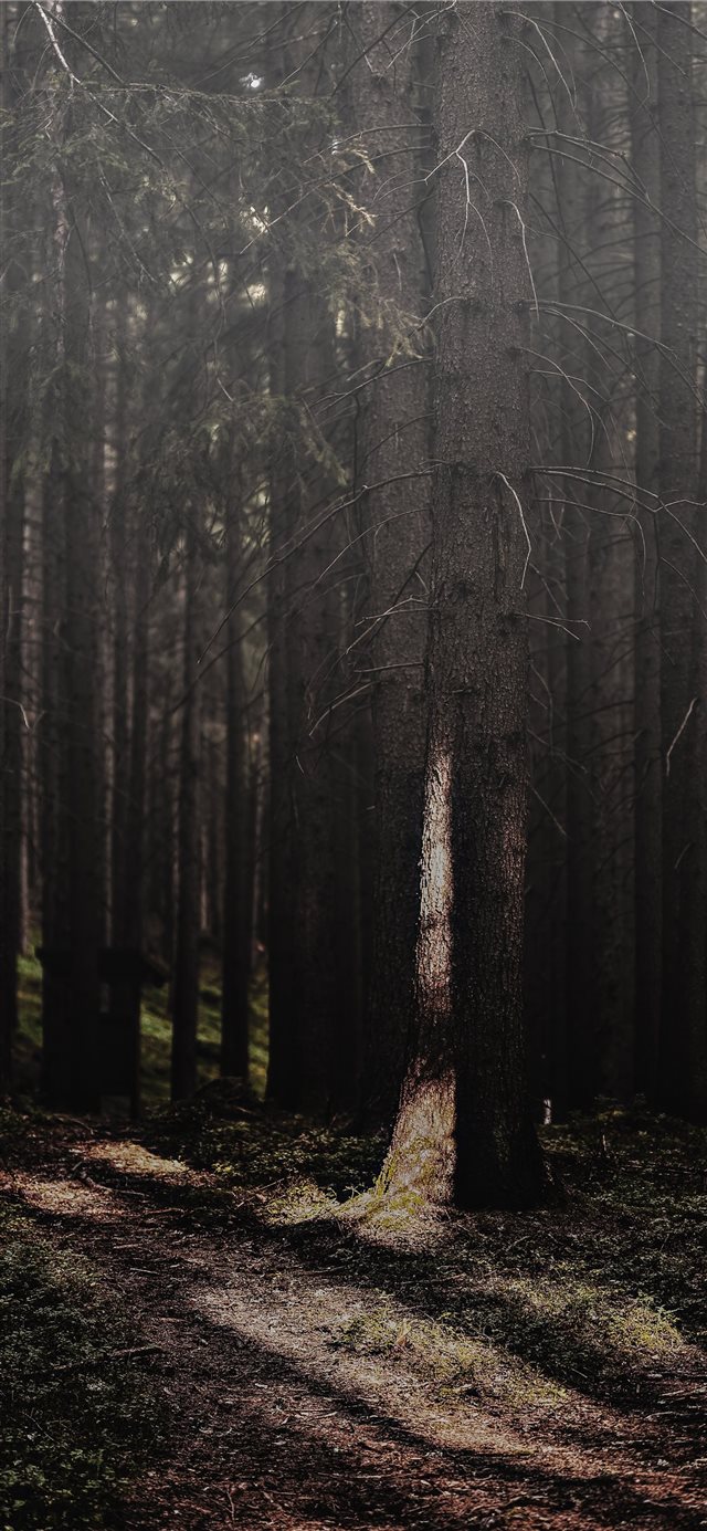 1125x2436 Foggy sunray - mobile wallpaper iPhone X Wallpaper