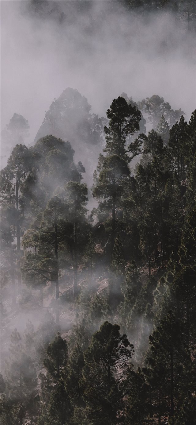 1125x2436 Foggy pinewood - mobile wallpaper iPhone X Wallpaper