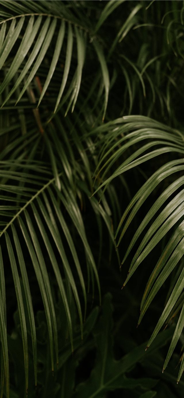 1125x2436 The Palms - leaves iPhone X Wallpaper