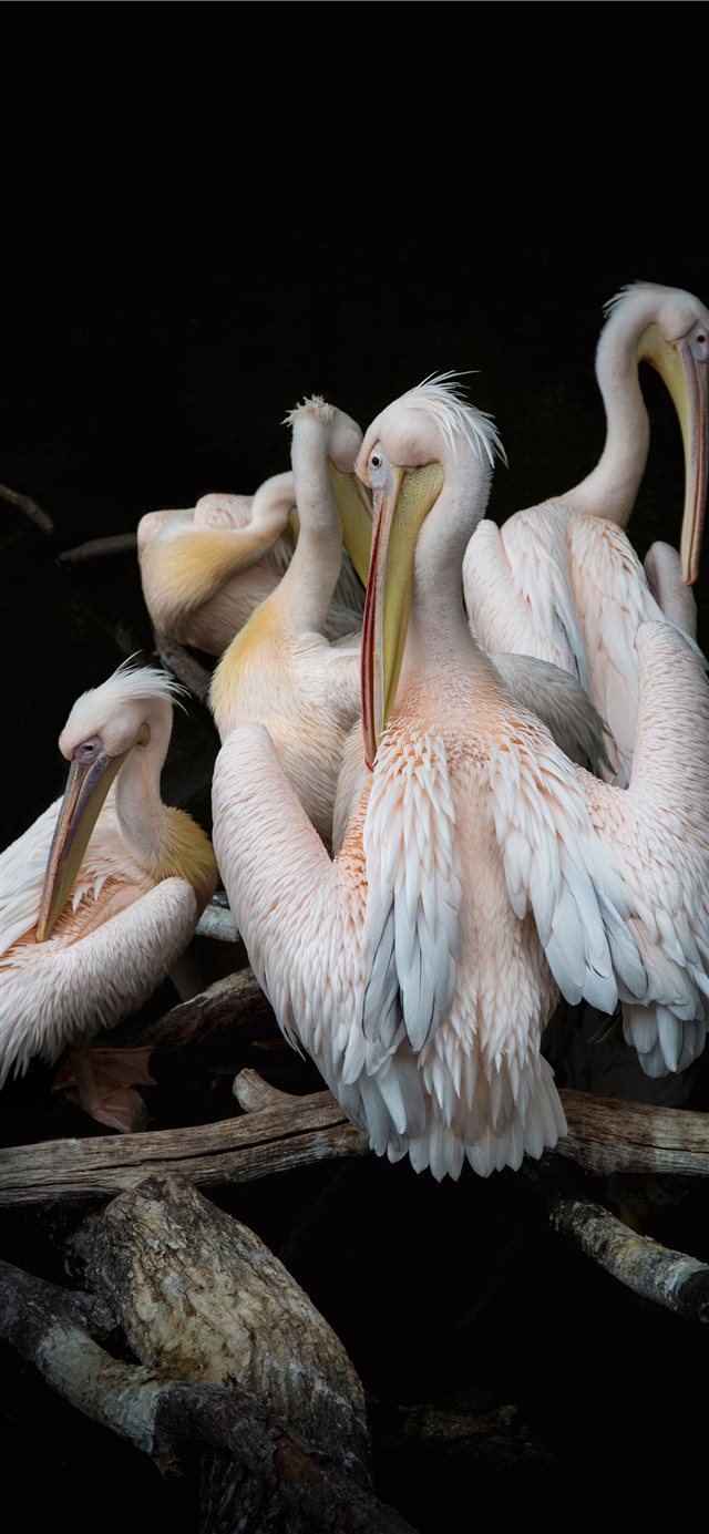 1125x2436 Pink Pelicans - bird iPhone X Wallpaper