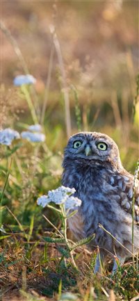 Litle Owl in field wallpaper