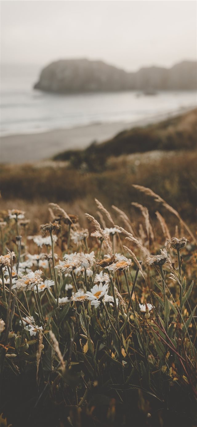 1125x2436 Flowers at the Beach - flower iPhone X Wallpaper