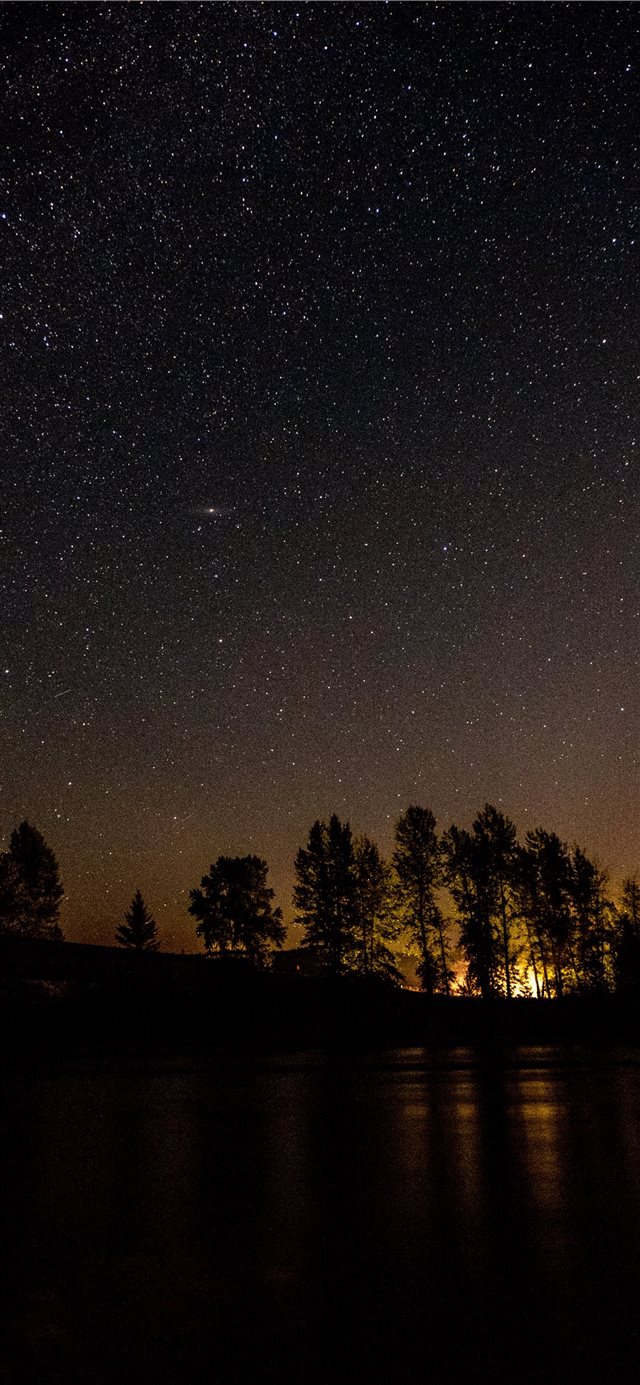 1125x2436 A Drive in the Woods - tree iPhone X Wallpaper
