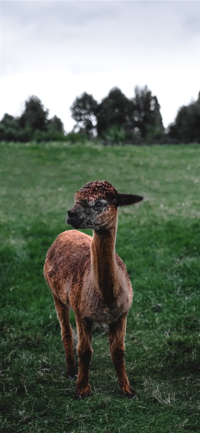 1125x2436 Llama - farm iPhone X Wallpaper