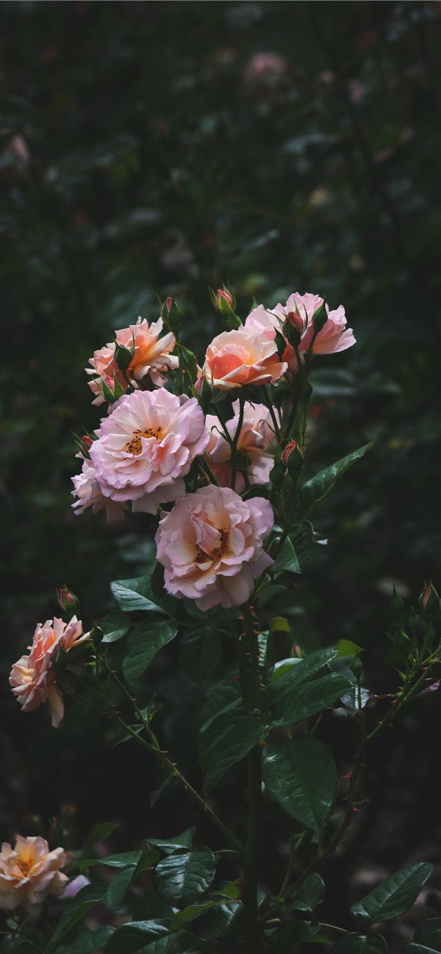 1125x2436 Roses - plant iPhone X Wallpaper
