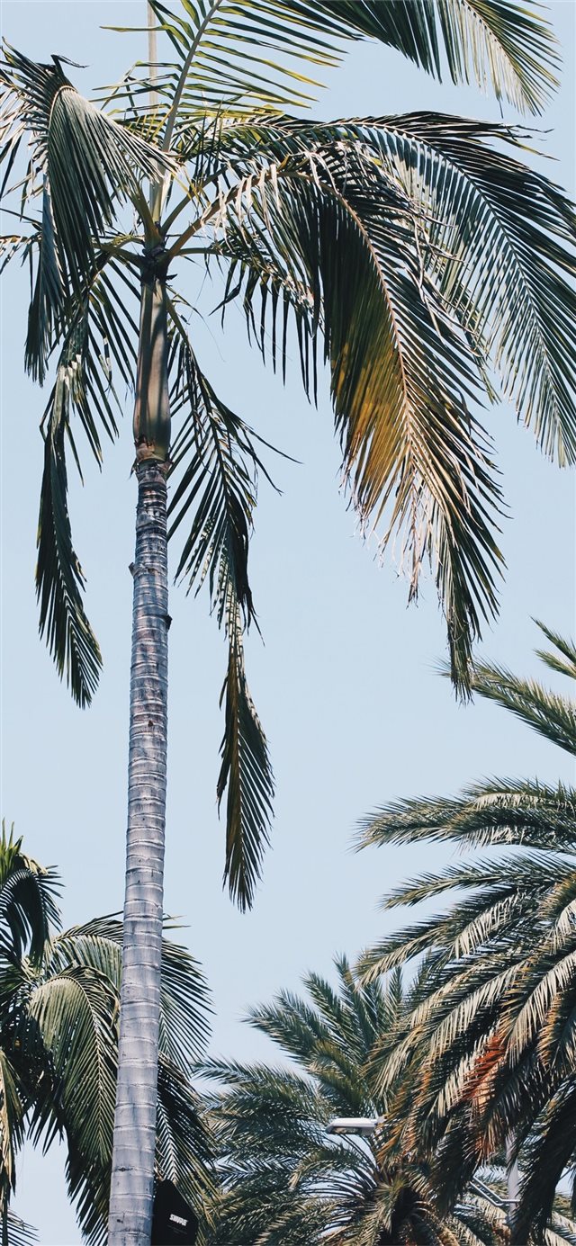 1125x2436 Beverly Palms - palm tree iPhone X Wallpaper