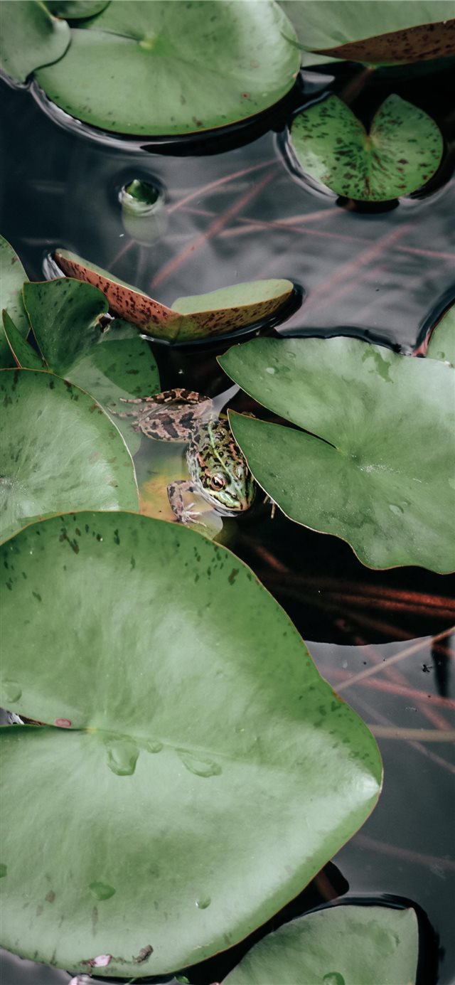 1125x2436 Hidden in the green - green iPhone X Wallpaper