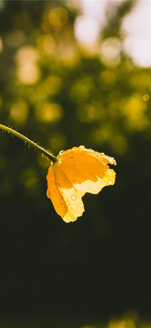 1125x2436 light - yellow iPhone X Wallpaper