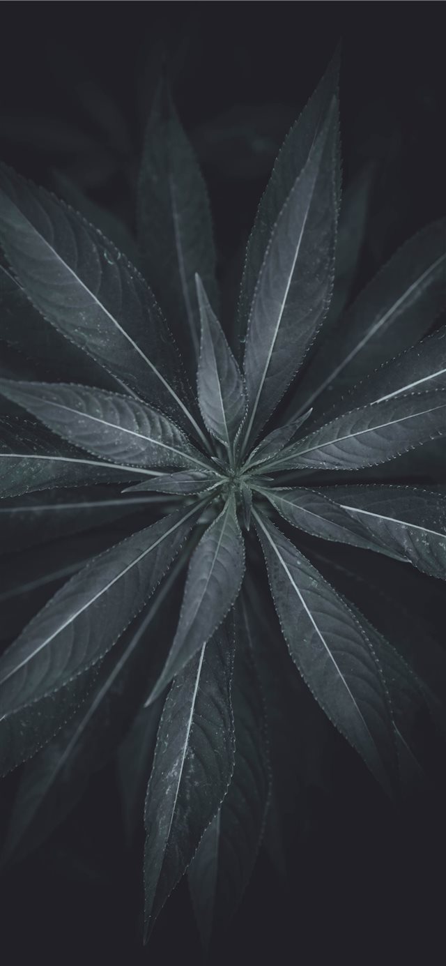 1125x2436 Symmetry - plant iPhone X Wallpaper