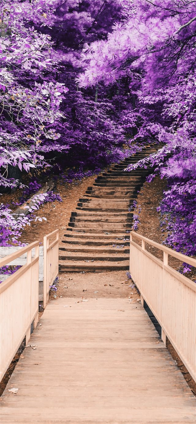 1125x2436 Discovering Purple - forest iPhone X Wallpaper